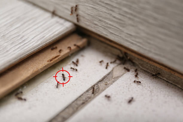 Best Affordable Pest Control Services  in Paloma Creek, TX