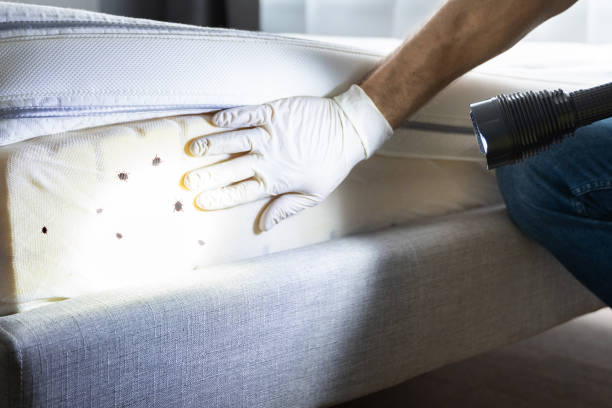 Professional Pest Control in Paloma Creek, TX
